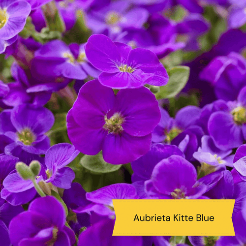 Early Flowering Perennial Collection Perennial Bedding