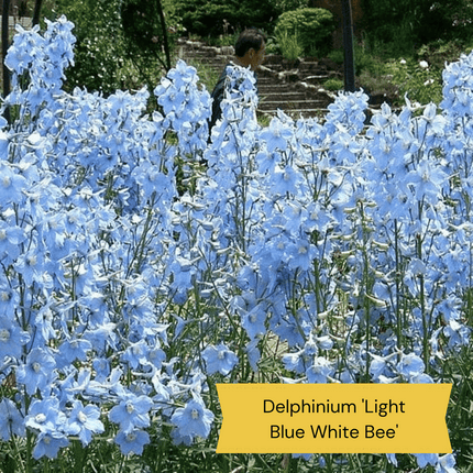 Best Tall Flowers | Perennials for Colour and Height Perennial Bedding