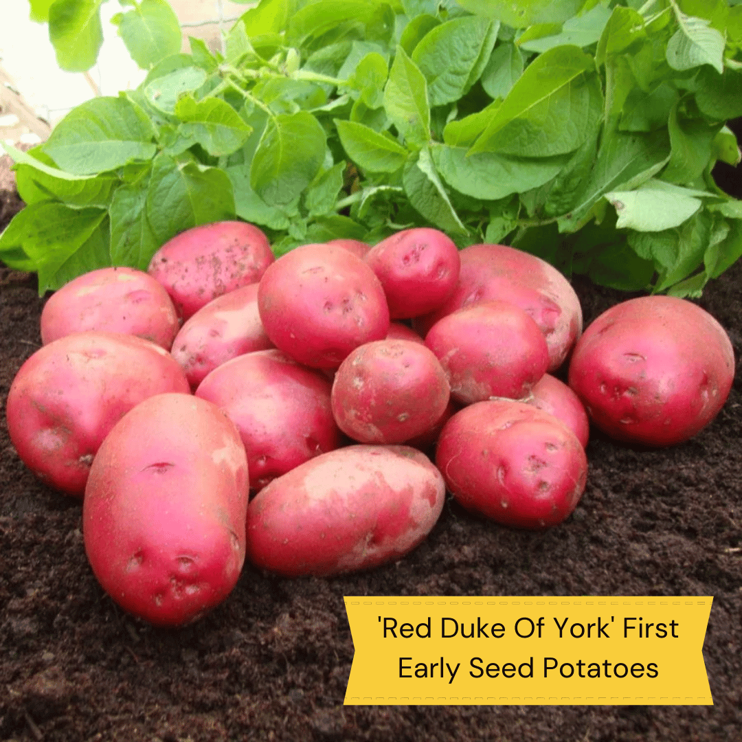 Gourmet Seed Potato Pack Growers' Choice Roots Plants
