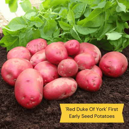 Gourmet Seed Potato Pack | Growers' Choice Vegetables