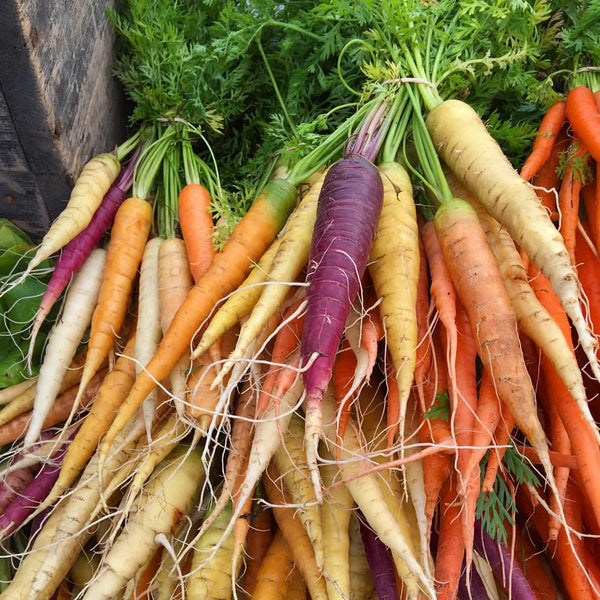 10 Organic Colourful Carrot Plants Vegetables