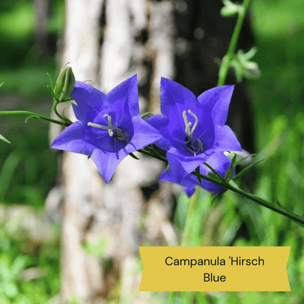 Best Ground Cover Plants | A Carpet of Flowers Perennial Bedding