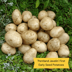 Full Season Seed Potato Pack | Growers' Choice Vegetables