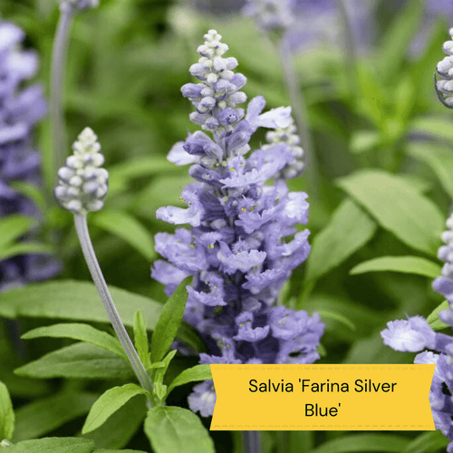 Plants for Butterflies and Bees | Perfect for Pollinators Perennial Bedding