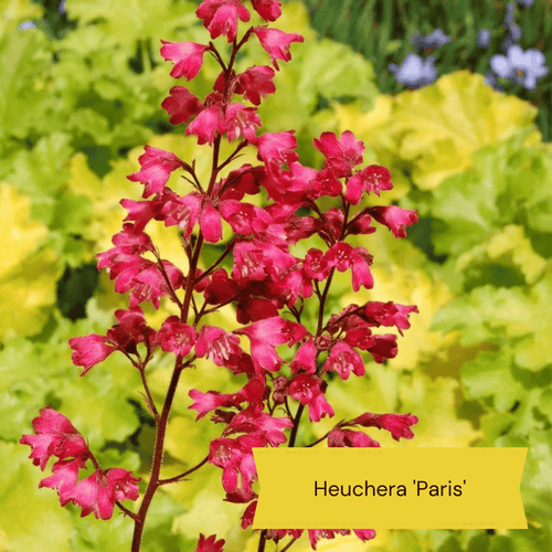 Heuchera Collection Perennial Bedding