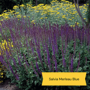 Grow a Great British Wildflower Meadow Perennial Bedding