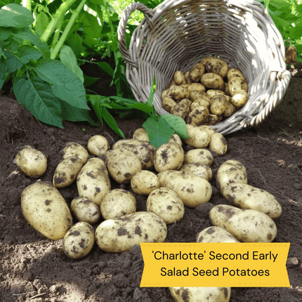 Container Growing Seed Potato Pack | Growers' Choice Vegetables