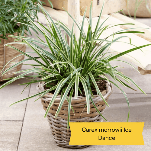 All Year Round Plants | The best hardy perennials Perennial Bedding