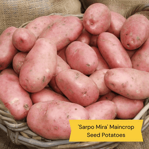 Organic Growing Seed Potato Pack | Growers' Choice Vegetables