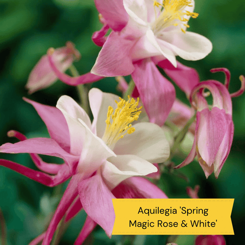 Early Flowering Perennial Collection Perennial Bedding