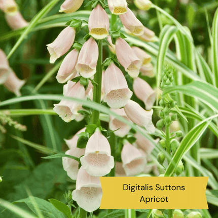 Best Tall Flowers | Perennials for Colour and Height Perennial Bedding