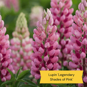 Pink & Purple Perennial Plants Collection | Flower, Foliage and Height Perennial Bedding
