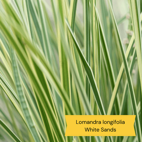 All Year Round Plants | The best hardy perennials Perennial Bedding