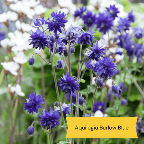 Early Flowering Perennial Collection Perennial Bedding