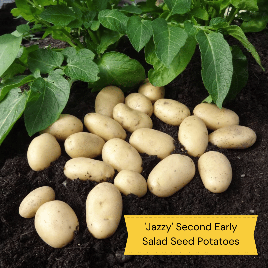 Container Growing Seed Potato Pack Growers' Choice Roots Plants