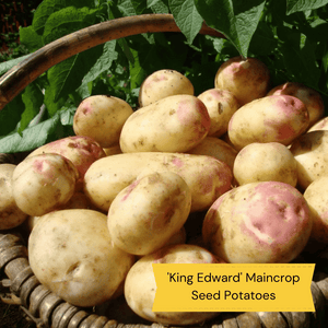 Gourmet Seed Potato Pack | Growers' Choice Vegetables