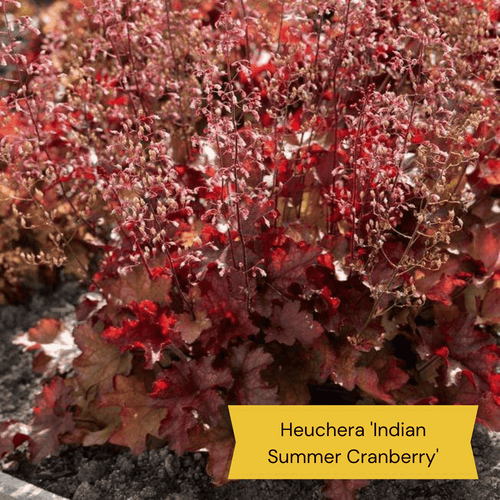 Heuchera Collection Perennial Bedding