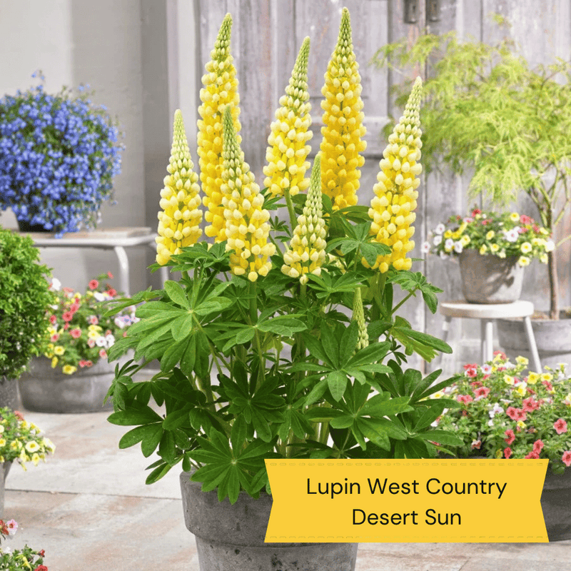West Country Lupin Collection Perennial Bedding