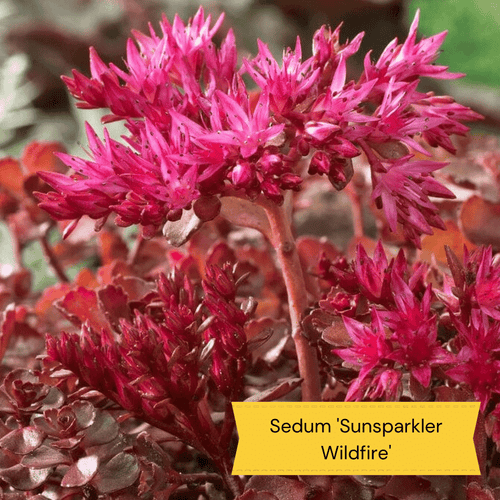 Plants for Butterflies and Bees | Perfect for Pollinators Perennial Bedding