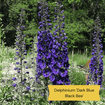 Delphinium Collection Perennial Bedding