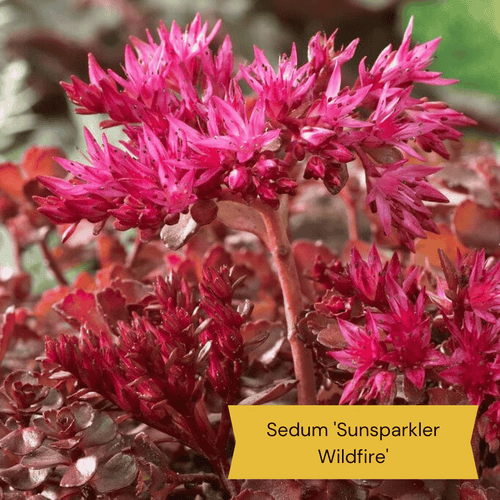Sensory Garden Plants | Tactile, Bright & Fragrant Perennial Bedding
