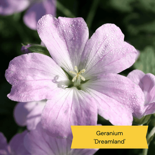 The Meadow Garden | Plants for a Natural Look Perennial Bedding