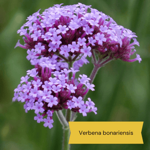 Best Tall Flowers | Perennials for Colour and Height Perennial Bedding
