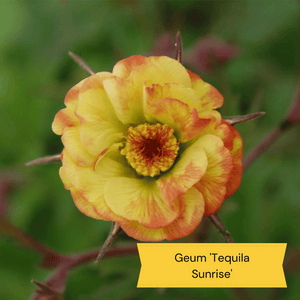 Sun Loving Perennials | Best Plants for Full Sun Perennial Bedding