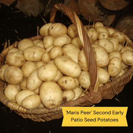 Organic Growing Seed Potato Pack | Growers' Choice Vegetables