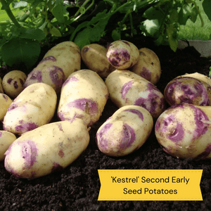 Top Performing Seed Potato Pack | Growers' Choice Vegetables