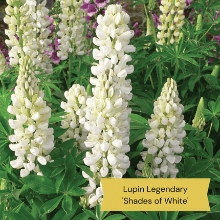 Lupin Collection Perennial Bedding