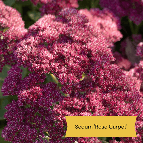 Sensory Garden Plants | Tactile, Bright & Fragrant Perennial Bedding