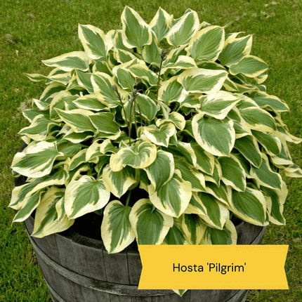 Best Plants for Pots | Perennials for Container Gardens Perennial Bedding