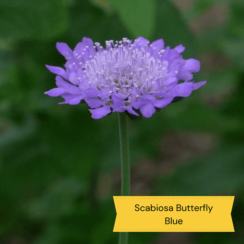 Plants for Butterflies and Bees | Perfect for Pollinators Perennial Bedding