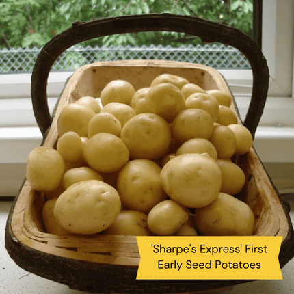 Gourmet Seed Potato Pack | Growers' Choice Vegetables