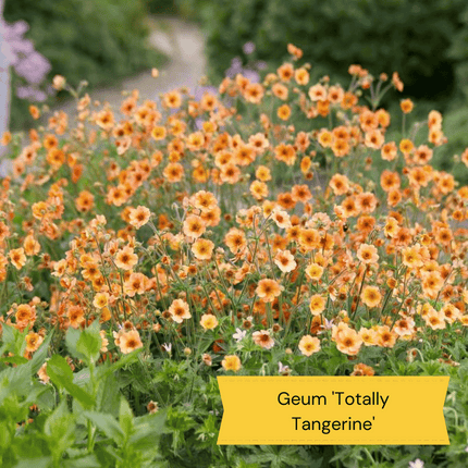 Geum Collection Perennial Bedding