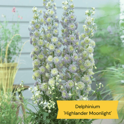 Delphinium Collection Perennial Bedding