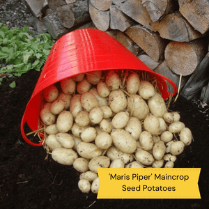 Full Season Seed Potato Pack | Growers' Choice Vegetables