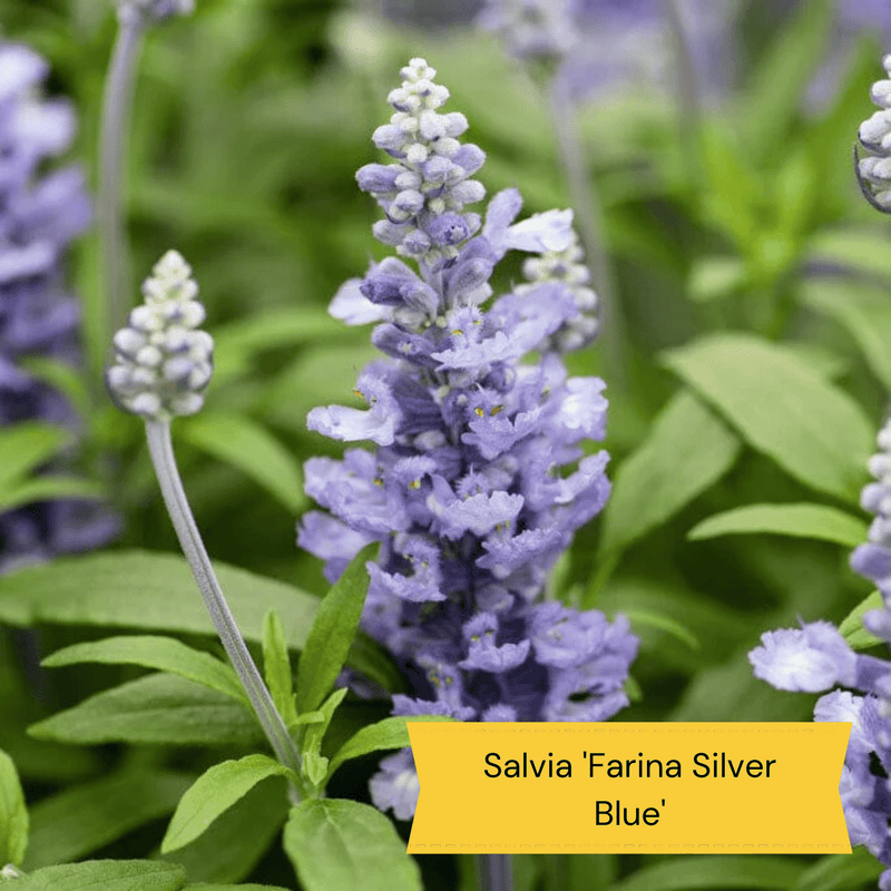 Sun Loving Perennials | Best Plants for Full Sun Perennial Bedding