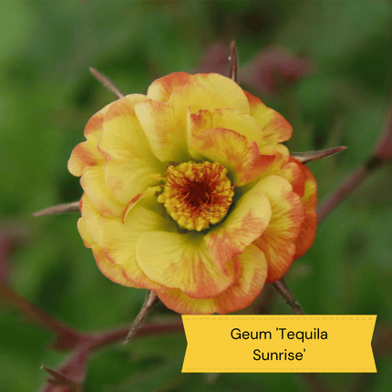 Geum Collection Perennial Bedding