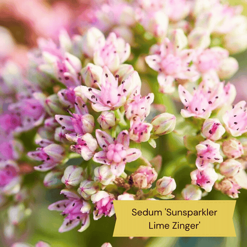 Sensory Garden Plants | Tactile, Bright & Fragrant Perennial Bedding