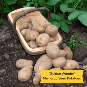 Gourmet Seed Potato Pack | Growers' Choice Vegetables