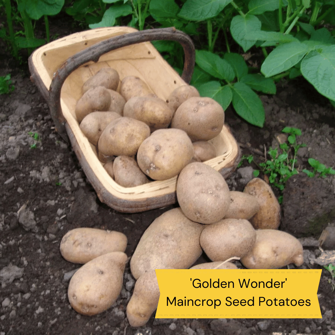 Gourmet Seed Potato Pack Growers' Choice Roots Plants