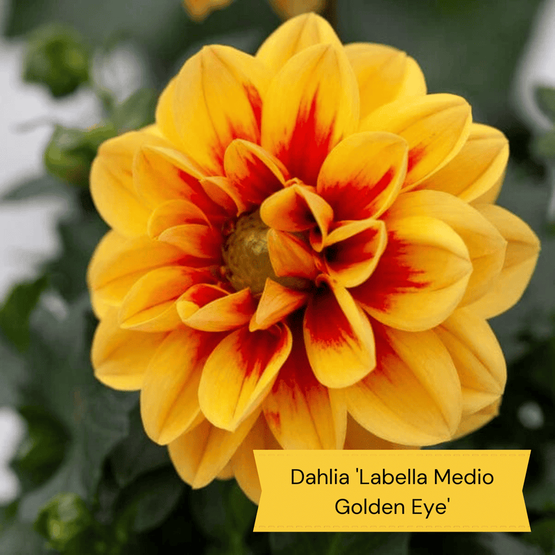 Sun Loving Perennials | Best Plants for Full Sun Perennial Bedding