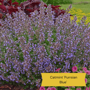 Easy to Grow Plants | Low Maintenance, Big on Colour Perennial Bedding