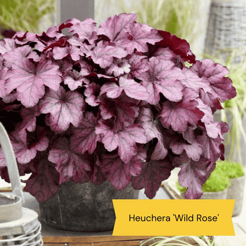 Heuchera Collection Perennial Bedding