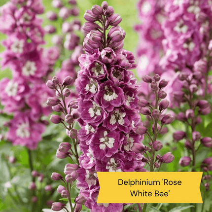 Pink & Purple Perennial Plants Collection | Flower, Foliage and Height Perennial Bedding