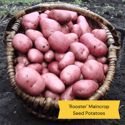 Top Performing Seed Potato Pack | Growers' Choice Vegetables