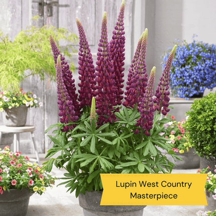 West Country Lupin Collection Perennial Bedding