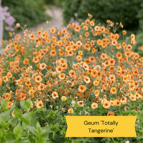 Early Flowering Perennial Collection Perennial Bedding